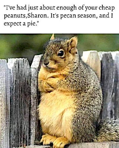 squirrel pecan pie.jpg